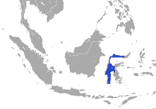 Sulawesi white-handed shrew